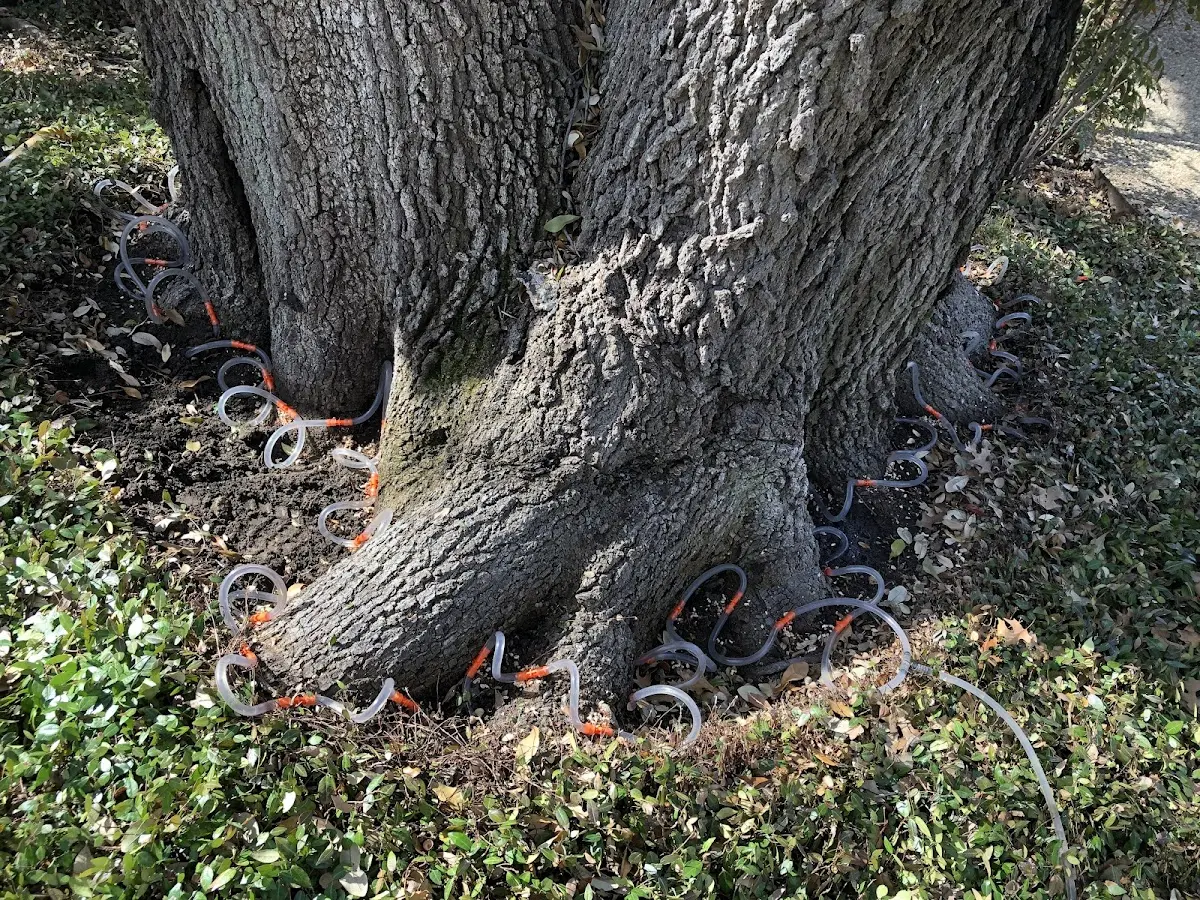 Detailed Tree Cabling and Bracing job site in San Acacia