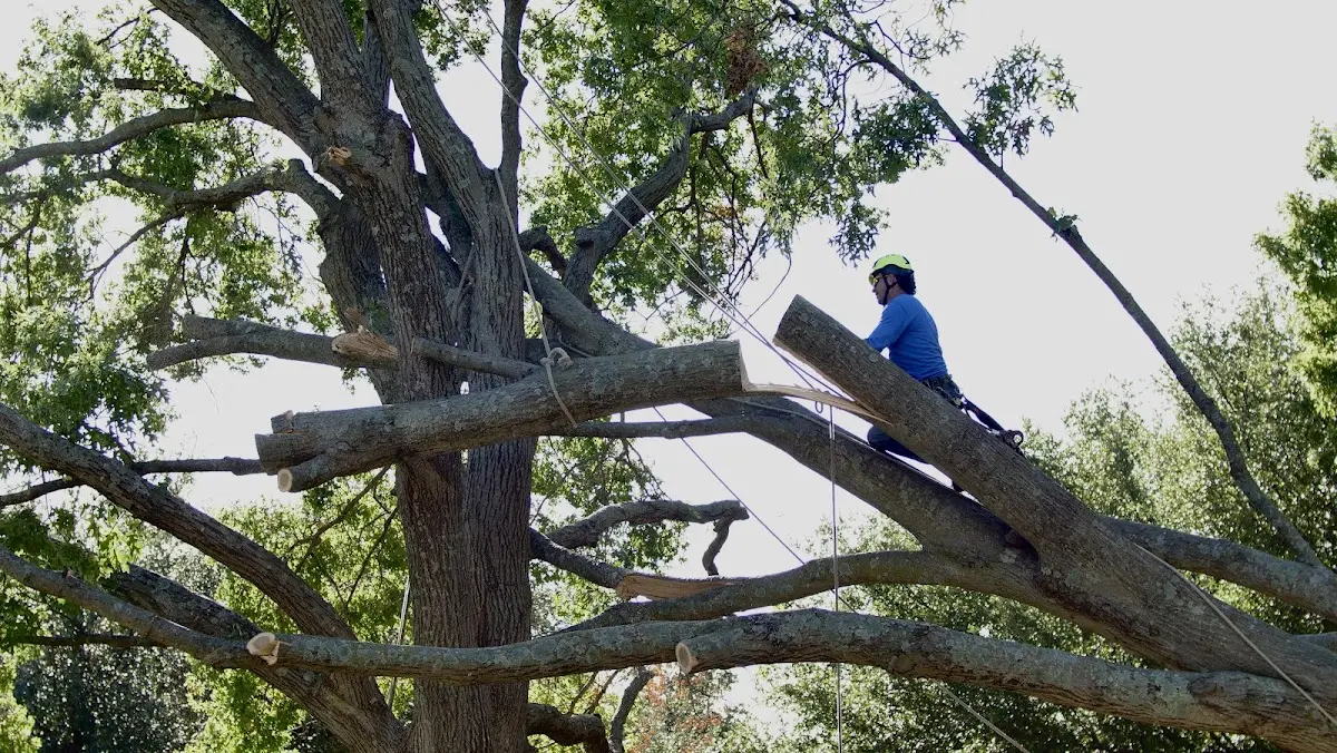 Professional Crown Thinning performed by certified arborists in San Acacia
