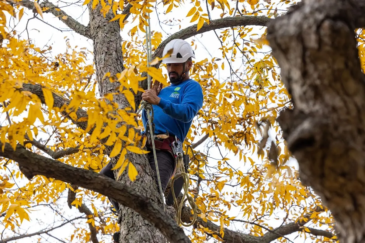 Skilled Tree Transplanting crew working in San Acacia