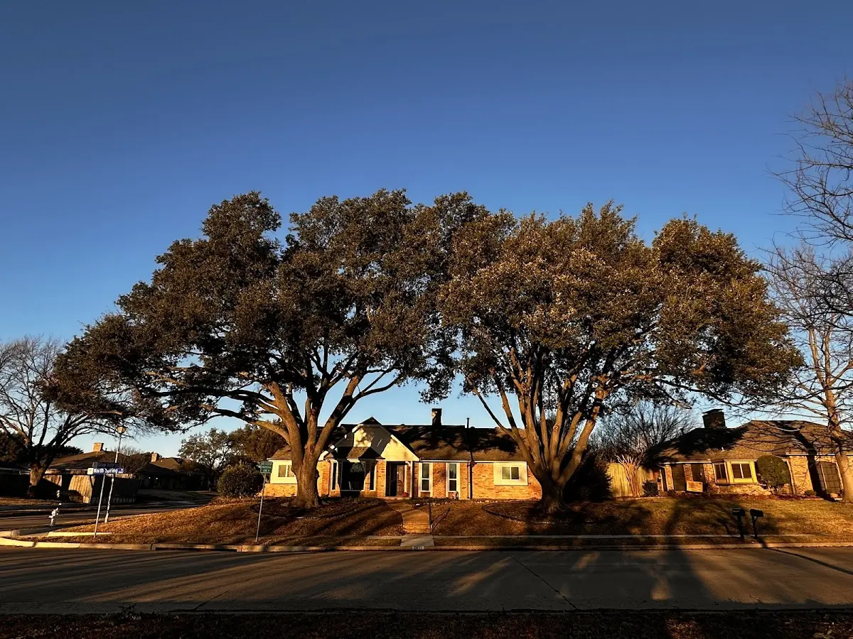 Established residential canopy tree shading a home in San Acacia